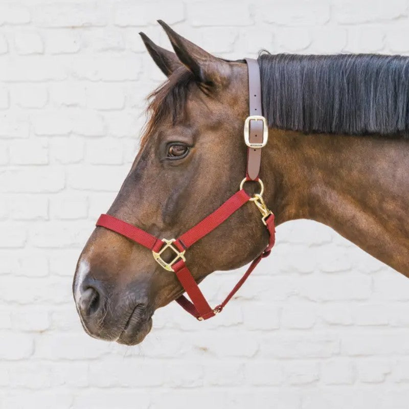 Kentucky Horsewear - Nylon-Halfter Breakaway bordeaux | - Ohlala