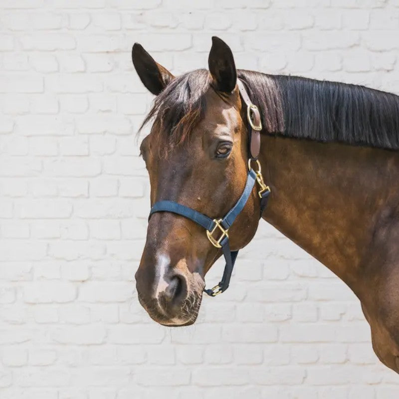 Kentucky Horsewear - Breakaway nylon halter navy | - Ohlala