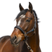 Norton - Halster 4 Lines zwart | - Ohlala
