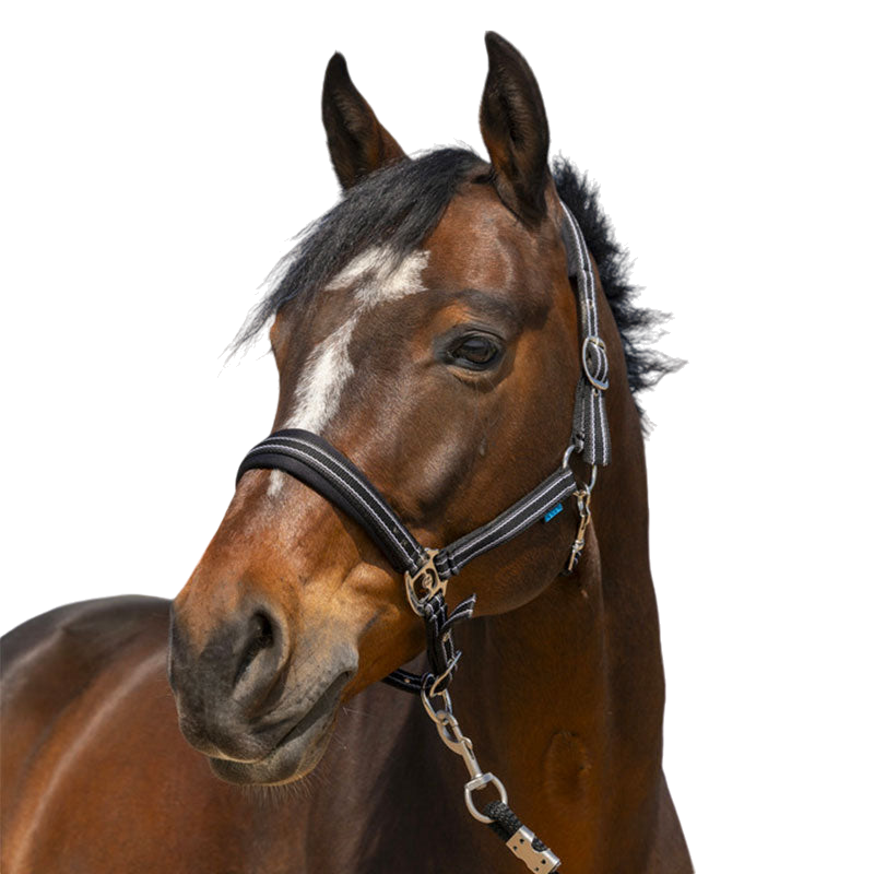 Norton - Halster 4 Lines zwart | - Ohlala