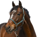 Norton - Grooming Halster donkergroen | - Ohlala