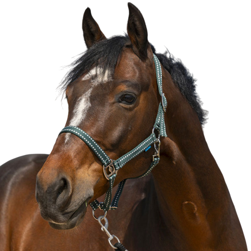Norton - Grooming Halster donkergroen | - Ohlala