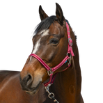 Norton - Grooming bordeaux headcollar | - Ohlala