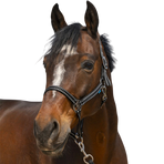 Norton - Grooming Halter black | - Ohlala