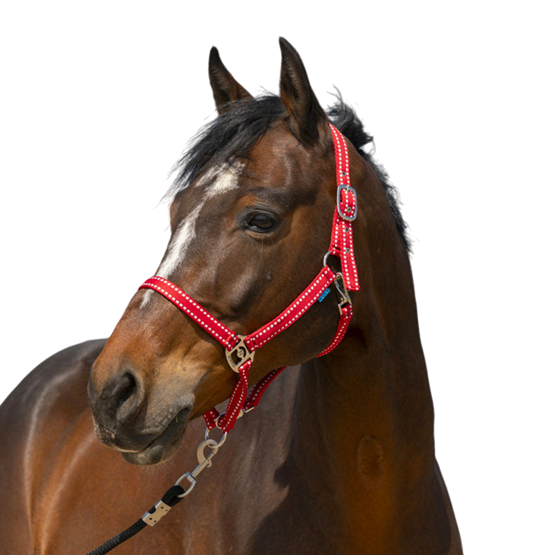 Norton - Grooming Halter red | - Ohlala
