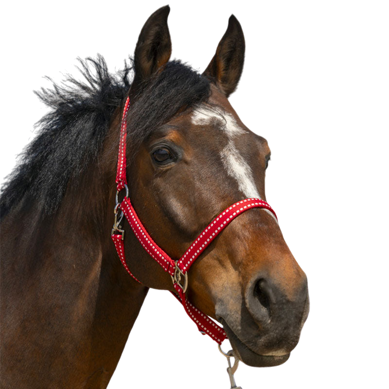 Norton - Grooming Halter red | - Ohlala