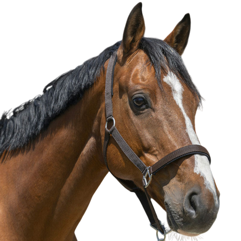 Norton - Satine chocolate headcollar | - Ohlala