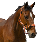 Norton - Licol Satine corail/ noir | - Ohlala