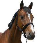 Norton - Licol Satine noir | - Ohlala