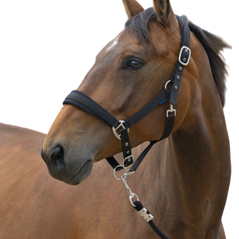 Norton - Licol et longe Large noir | - Ohlala