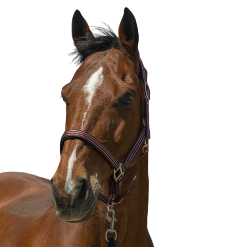 Norton - Halfter Zari bordeaux | - Ohlala