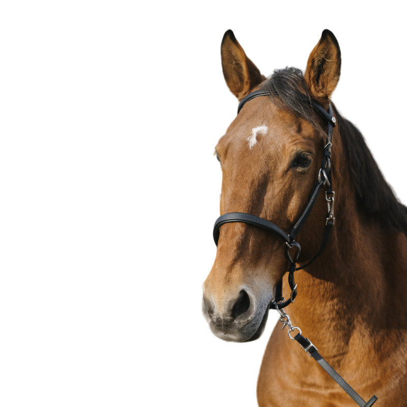 Norton - Bridon/ licol Training noir | - Ohlala