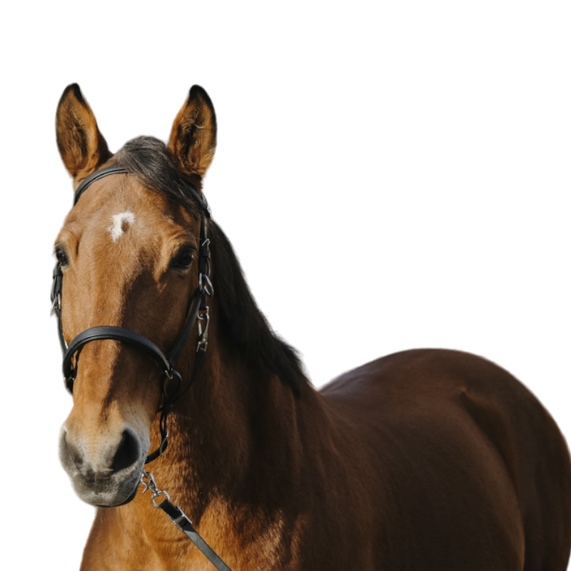 Norton - Bridon/ licol Training noir | - Ohlala