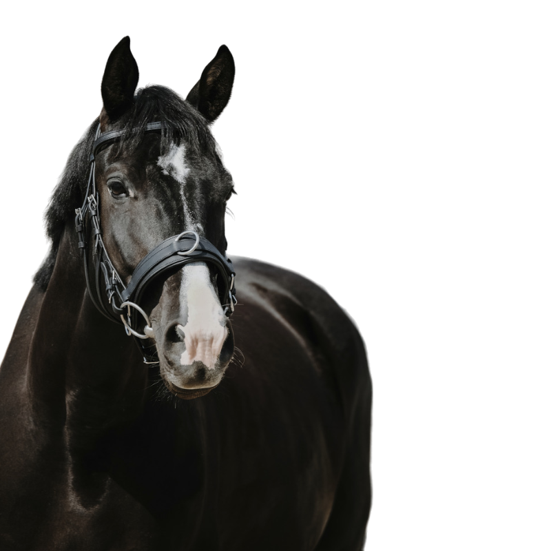 Norton - Wide black cavesson | - Ohlala