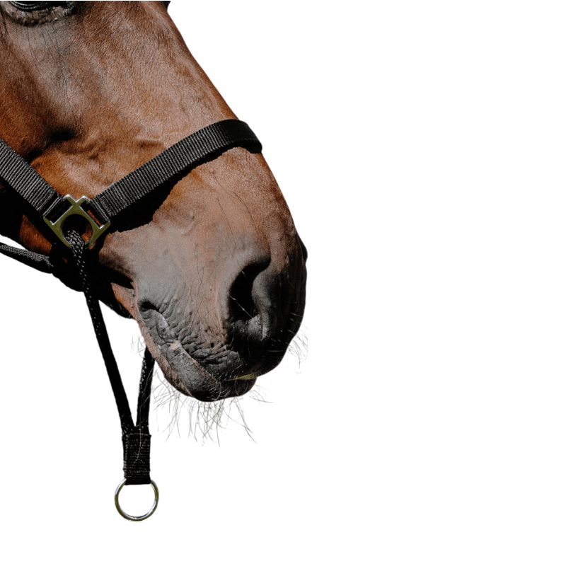 Norton - Black Educational Nylon Headcollar | - Ohlala