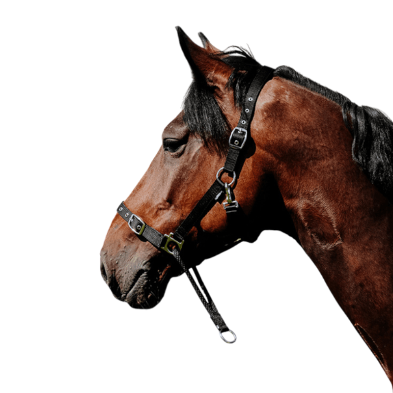 Norton - Black Educational Nylon Headcollar | - Ohlala