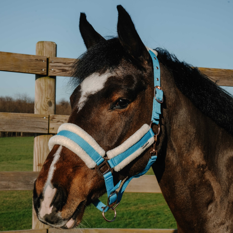 Norton - Comfy Headcollar Royal Blue