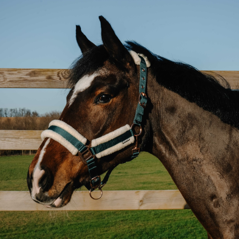 Norton - Comfy Halter Dark Green