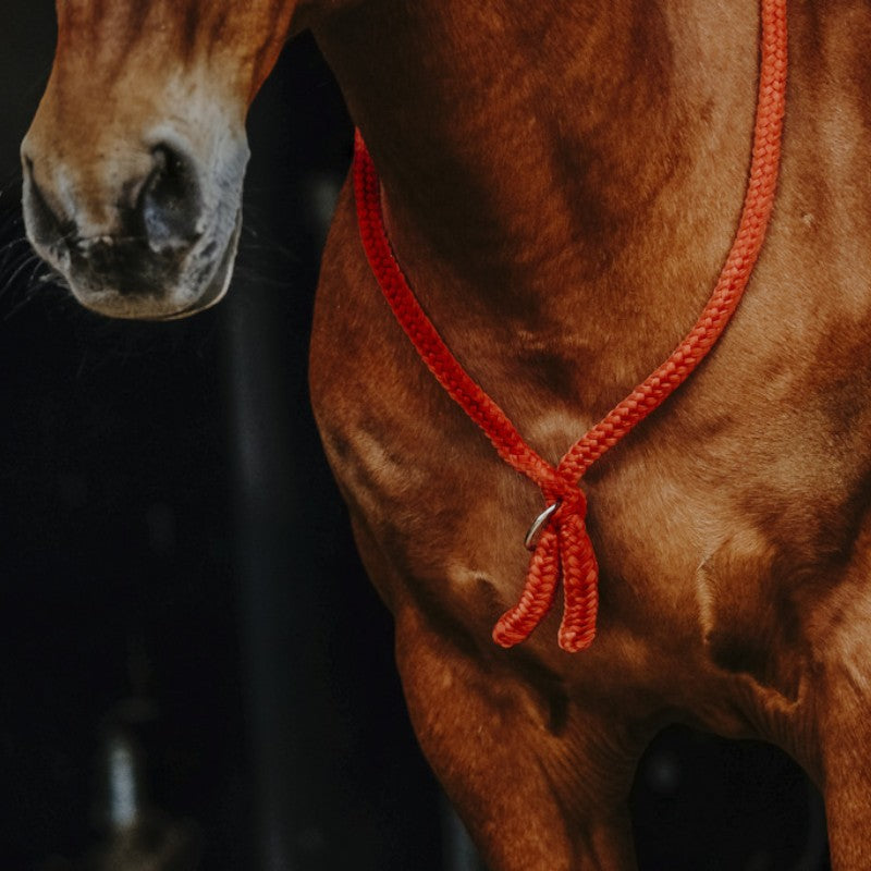Norton - Black ethological collar | - Ohlala