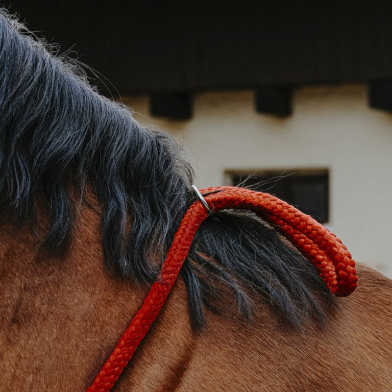 Norton - Navy ethological collar | - Ohlala