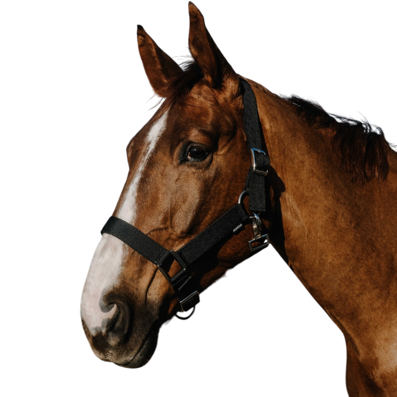 Norton - Licol Extra noir