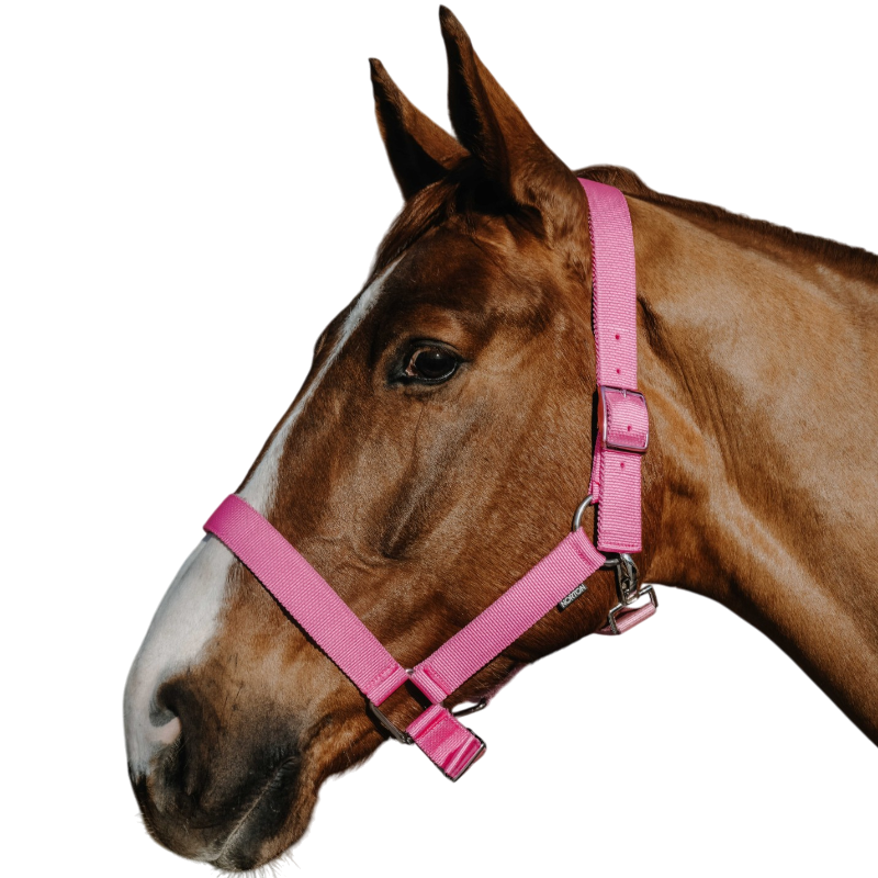 Norton - Licol Extra rose