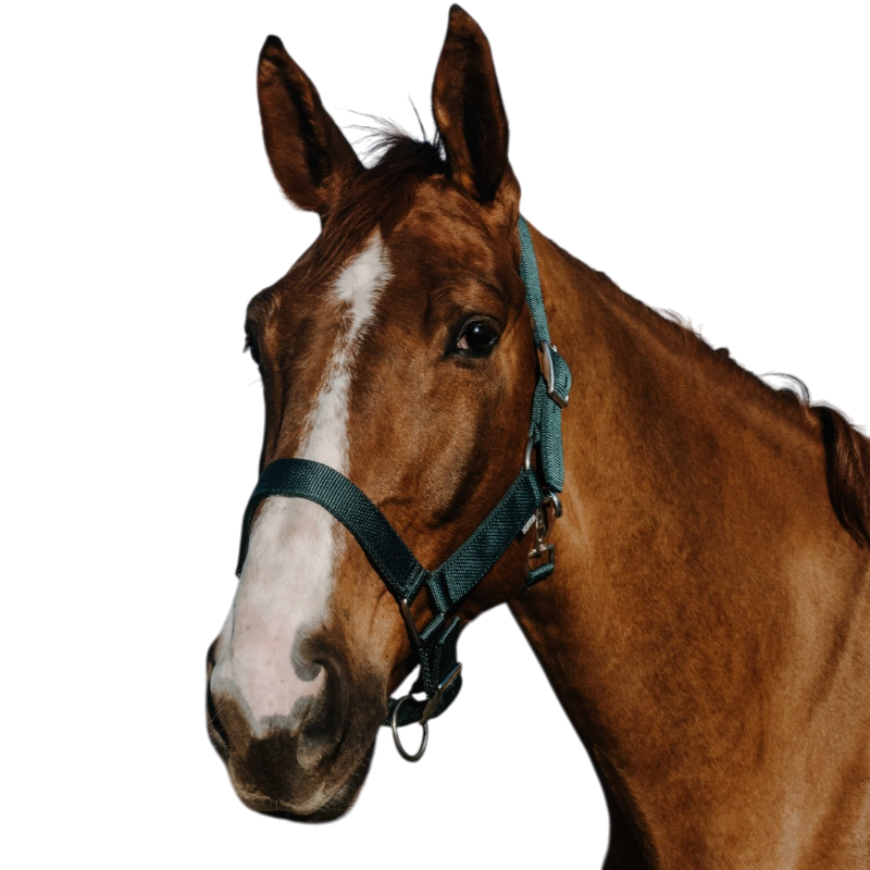 Norton - Licol Extra vert foncé