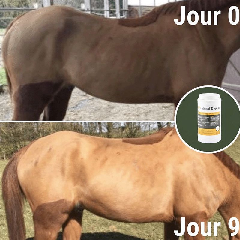 Natural' Innov - Suplemento digestivo Natural'Digest | - Ohlala