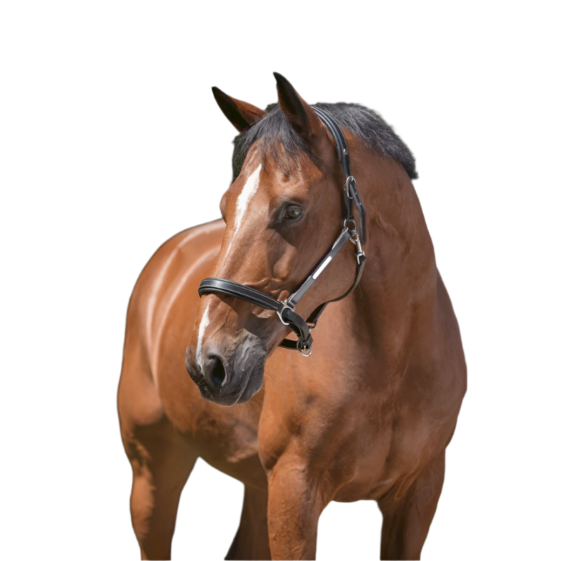 Norton - Cavezza in pelle grooming nera | - Ohlala