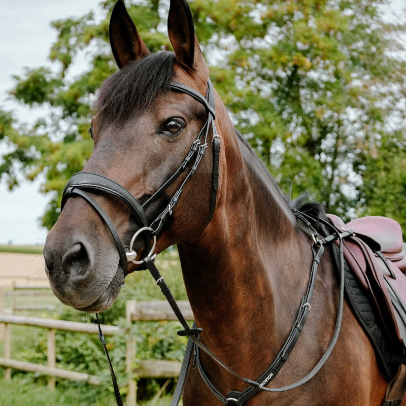 Norton - Endurance hoofdstel Pop zwart | - Ohlala
