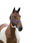 Norton - Royal blue adjustable nylon noseband halter | - Ohlala