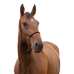 Norton - Capezza etologica morbida pony nero | - Ohlala