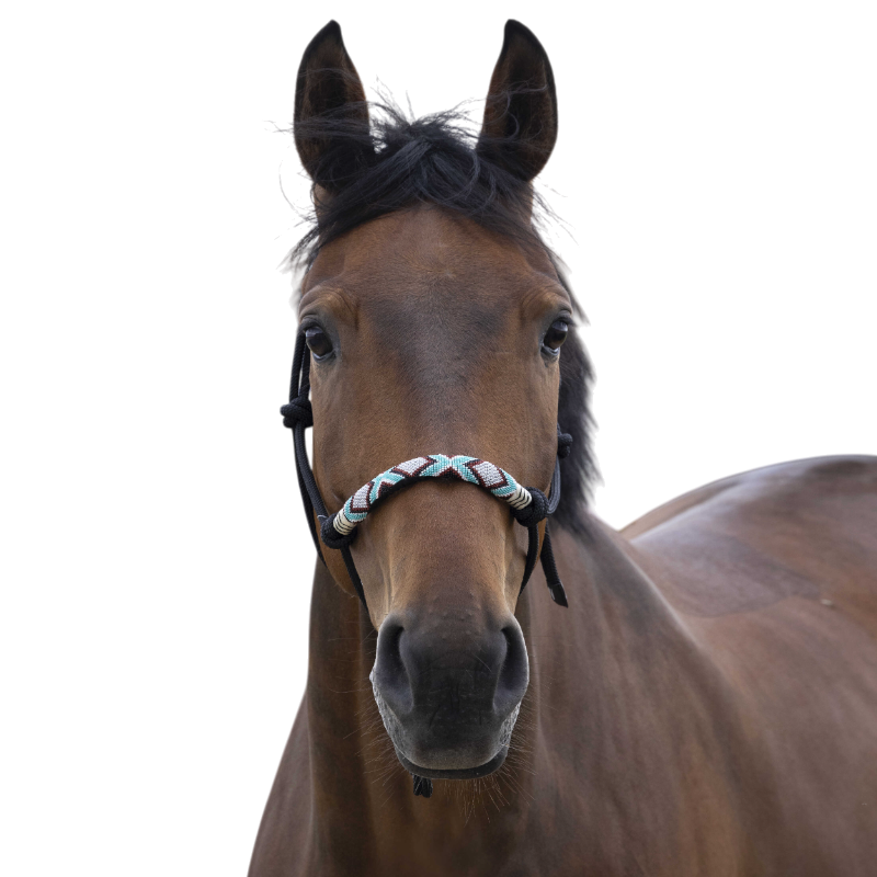 Norton - Black pearl ethological halter