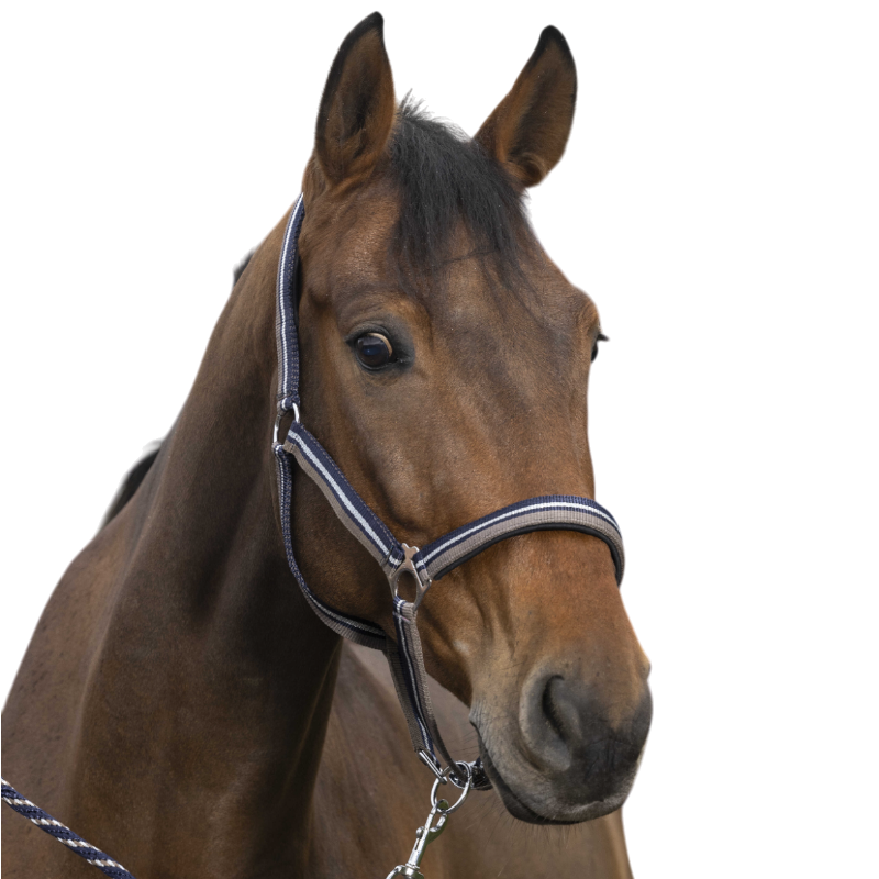 Norton - Halster en leidsel glanzend taupe/ marine/ zilver | - Ohlala