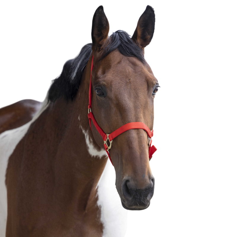 Norton - Licol nylon double épaisseur rouge