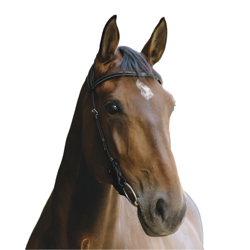 Norton - Bridon Freedom noir | - Ohlala