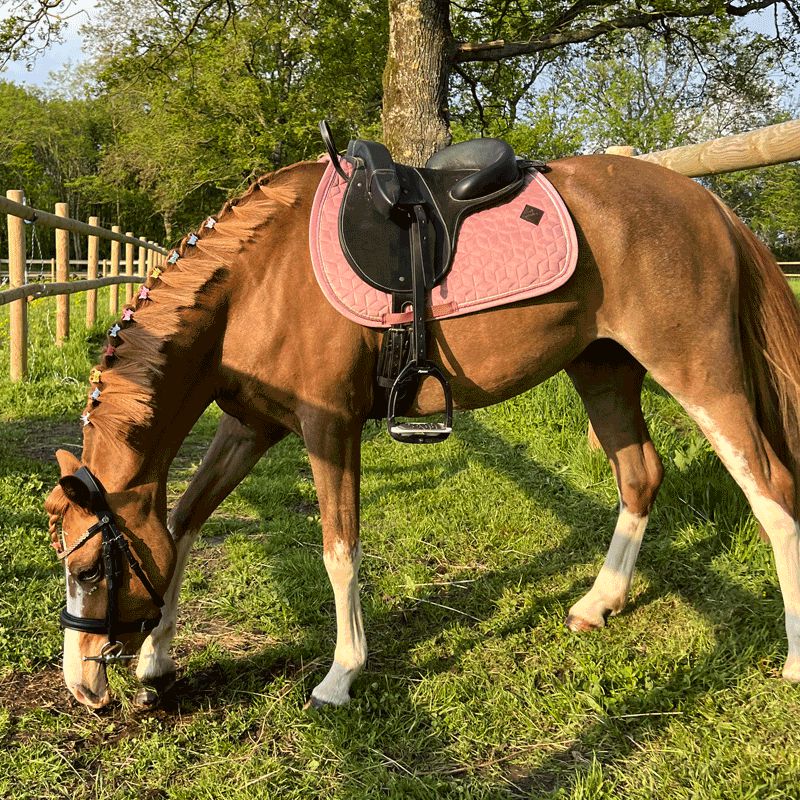 Kentucky Horsewear - ベルベットジャンピングサドルパッド ヴィユーローズ ミニ用 | - Ohlala