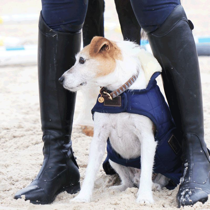 Kentucky Dogwear - Triangle dog collars | - Ohlala