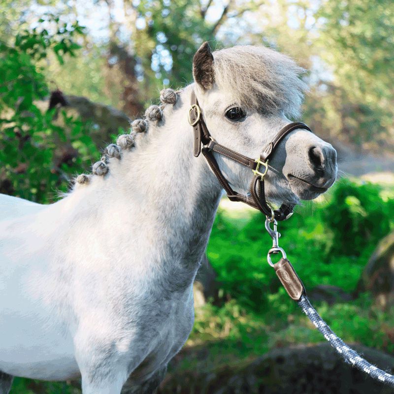 Kentucky Horsewear - Skórzany kantar z barankiem dla Kucyków | - Ohlala