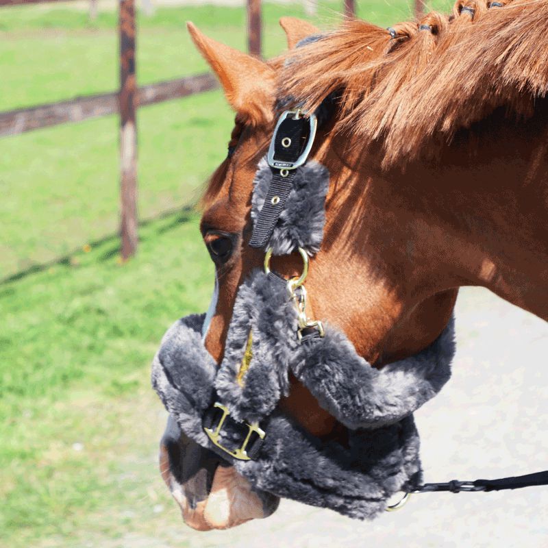 Kentucky Horsewear - Grey Sheepskin Transport Headcollar | - Ohlala