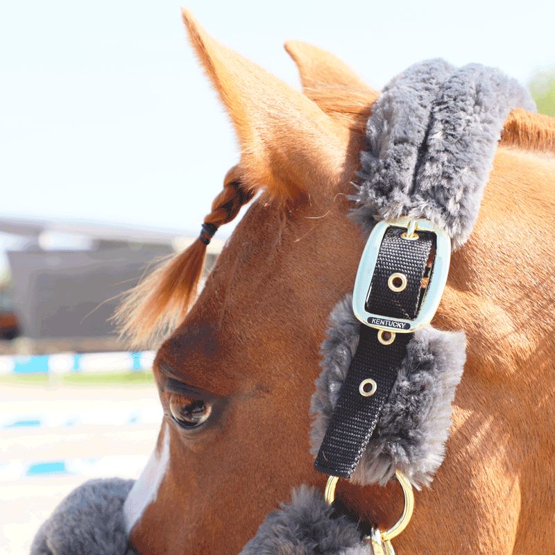 Kentucky Horsewear - Grey Sheepskin Transport Headcollar | - Ohlala
