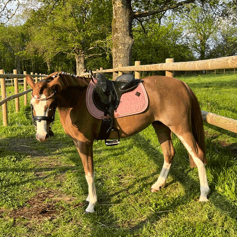 Kentucky Horsewear - ベルベットジャンピングサドルパッド ヴィユーローズ ミニ用 | - Ohlala