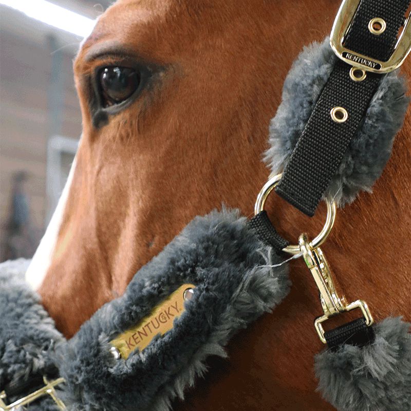 Kentucky Horsewear - Grey Sheepskin Transport Headcollar | - Ohlala