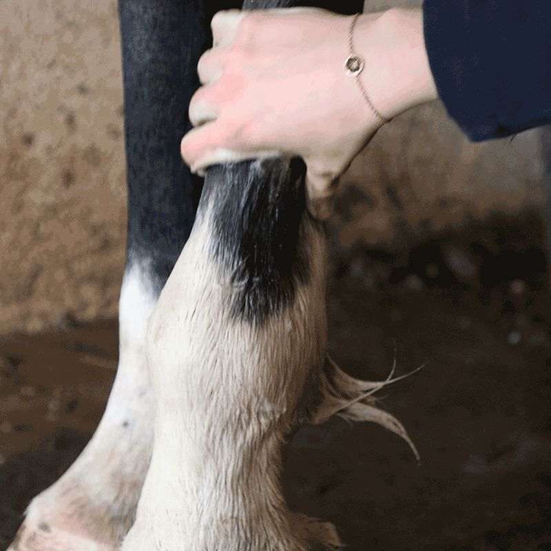 La Douche A Maouche - Solid shampoo for horses 170 g | - Ohlala