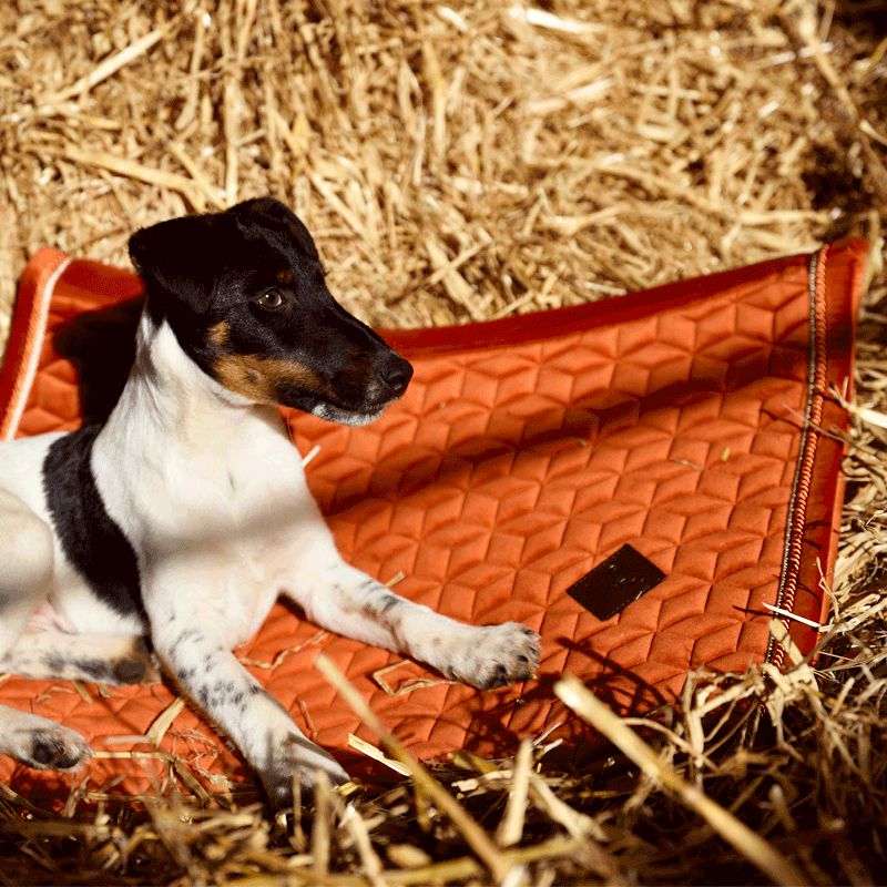 Kentucky Horsewear - Schabracke Velvet Jumping Orange | - Ohlala