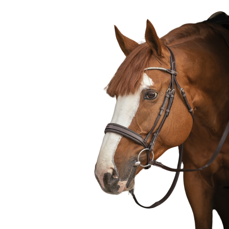 Pénélope - Bridon Daily Strass havane | - Ohlala