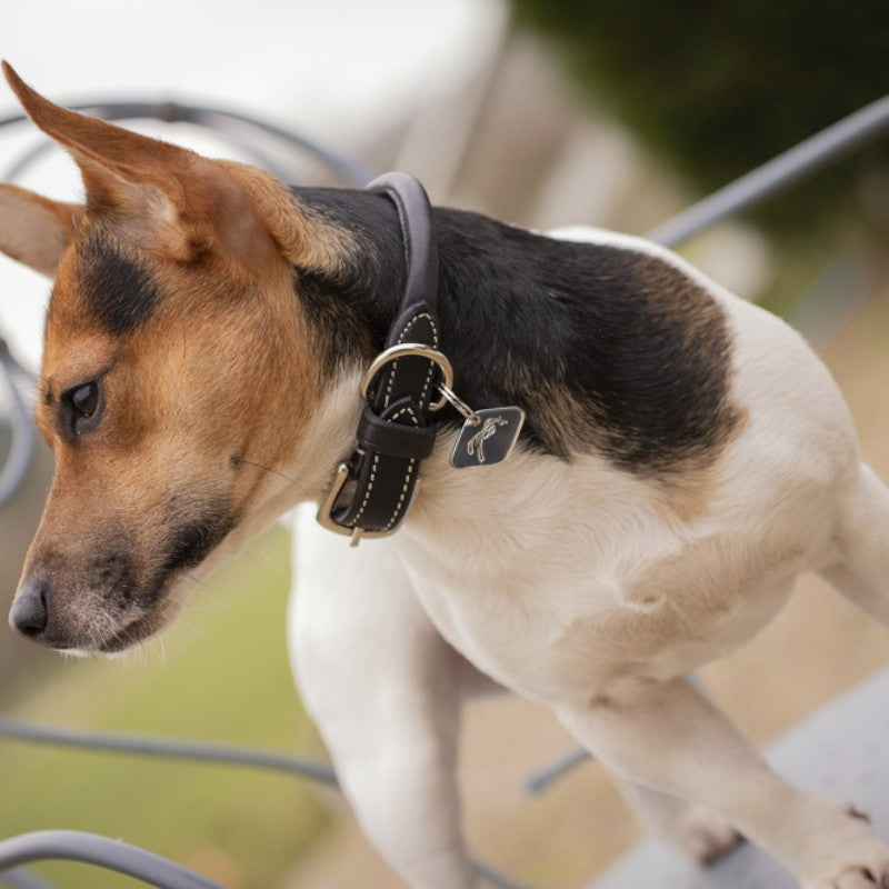 Pénélope - Collier pour chien Olie noir | - Ohlala