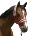 Riding World - Kantarek z syntetycznym barankiem czerwony | - Ohlala