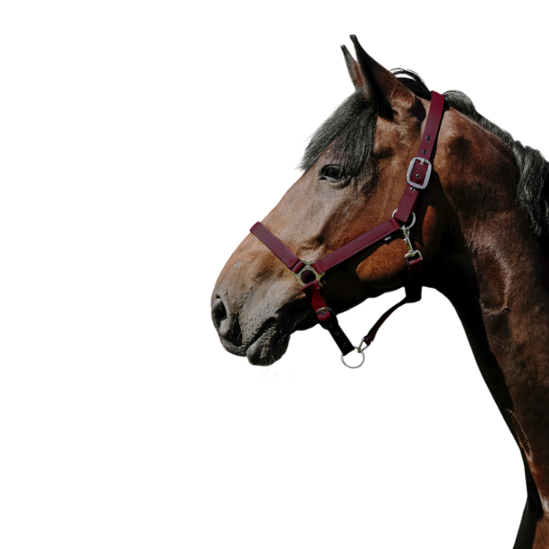Riding World - Bordeaux Cushion Nylon Headcollar | - Ohlala