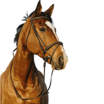 Riding World - Bridon muserolle combinée double havane | - Ohlala